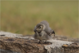 <p>KONIPAS BÍLÝ (Motacilla alba) /White wagtail - Bachstelze/</p>